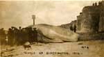 Stranded Whale 1914 - From the Front