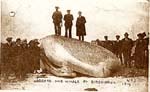 Stranded Whale 1914 - Adults Climbing