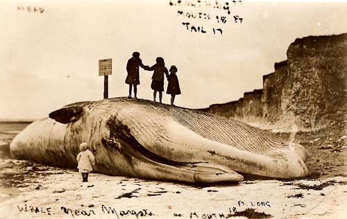 Stranded Whale 1914 - Children climbing